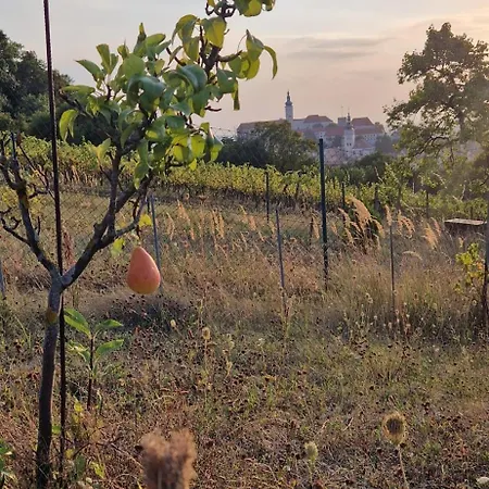 Pod Vinicí-2