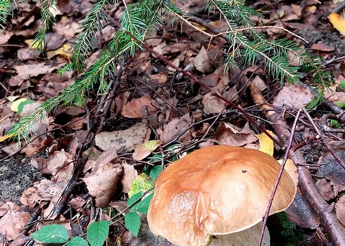 Stromodomek Vlčková